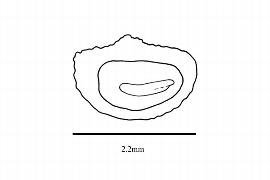   Embryo:   Empetrum nigrum ; Illustration by K. Parker, Kirkbride et al. (2006)
